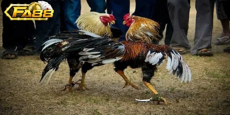 Các hình thức đá gà Fa88